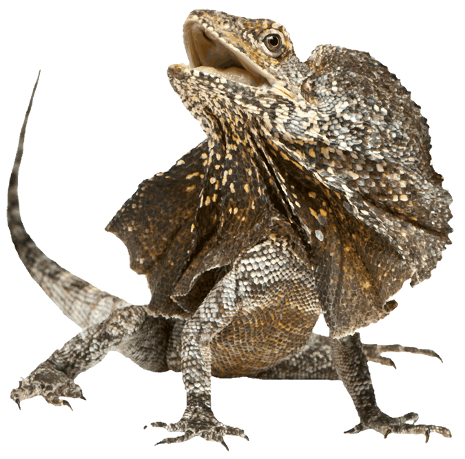 Frilled lizard Blank Meme Template