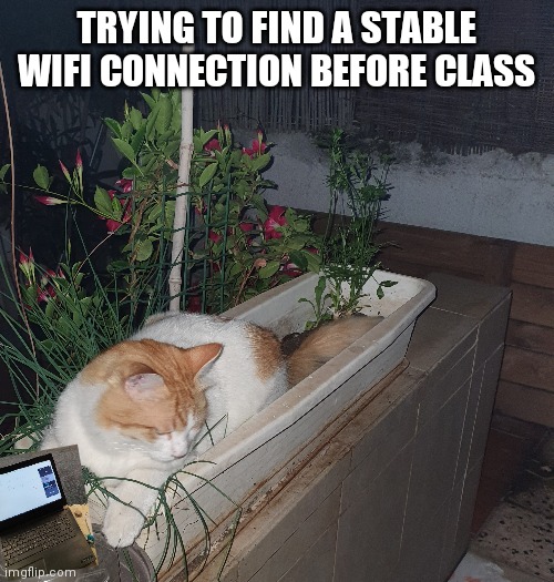 Desperate times | TRYING TO FIND A STABLE WIFI CONNECTION BEFORE CLASS | image tagged in cats,cat,class,online school | made w/ Imgflip meme maker