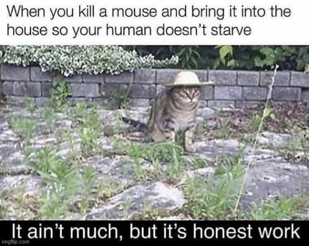 repost lol | image tagged in cats,it ain't much but it's honest work,repost,reposts,mouse,cat | made w/ Imgflip meme maker