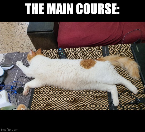 Center of attention | THE MAIN COURSE: | image tagged in cats,cat,food,attention | made w/ Imgflip meme maker