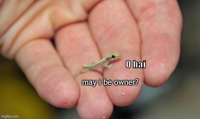 Thank you | may i be owner? | image tagged in lizard hello | made w/ Imgflip meme maker