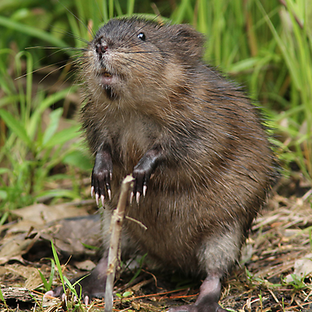 Muskrat Blank Meme Template