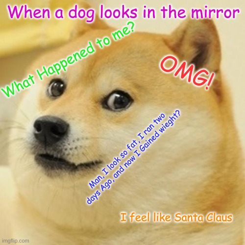 FAT DOGE | When a dog looks in the mirror; What Happened to me? OMG! Man, I look so fat, I ran two days Ago, and now I Gained wieght? I feel like Santa Claus | image tagged in memes,doge | made w/ Imgflip meme maker