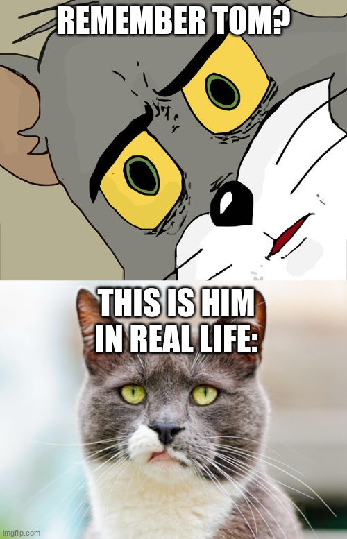 the 2nd cat looks like Tom, lol... | REMEMBER TOM? THIS IS HIM IN REAL LIFE: | image tagged in memes,unsettled tom | made w/ Imgflip meme maker