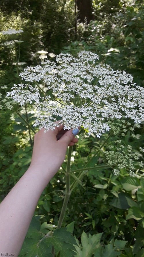 Biggest version of Queen Anne's lace I've ever seen! | image tagged in taller than me | made w/ Imgflip meme maker