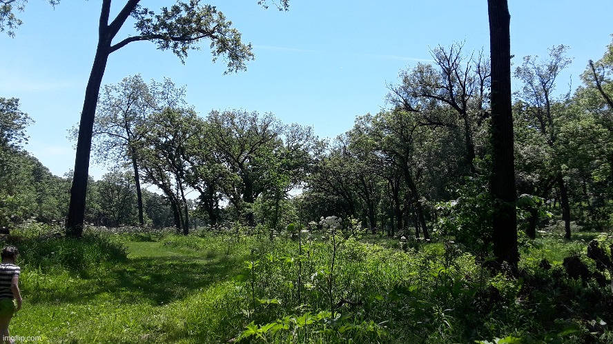 I just love trees. | image tagged in forest preserve,tuesday hike,yay | made w/ Imgflip meme maker