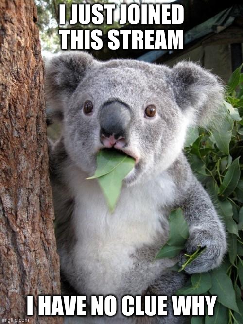 Surprised Koala | I JUST JOINED THIS STREAM; I HAVE NO CLUE WHY | image tagged in memes,surprised koala | made w/ Imgflip meme maker