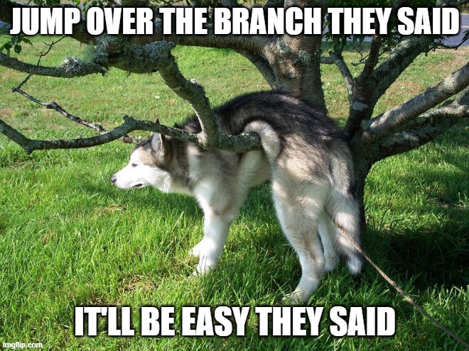 Poor Doggo | JUMP OVER THE BRANCH THEY SAID; IT'LL BE EASY THEY SAID | image tagged in funny dog | made w/ Imgflip meme maker