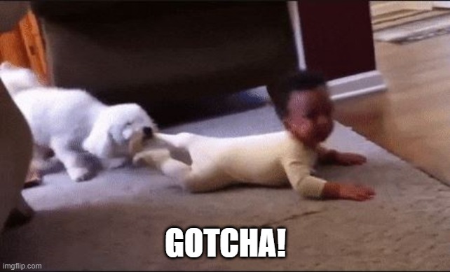 Dog Toy? | GOTCHA! | image tagged in funny dog | made w/ Imgflip meme maker