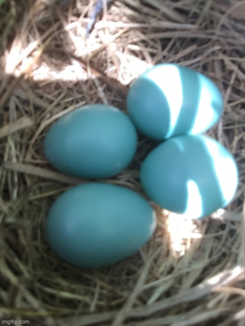 Robin nest update: two more eggs! | image tagged in robin,bird | made w/ Imgflip meme maker