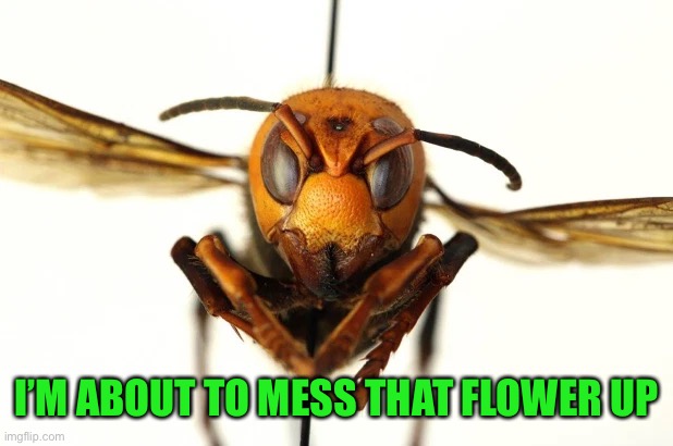 Murder Hornet | I’M ABOUT TO MESS THAT FLOWER UP | image tagged in murder hornet | made w/ Imgflip meme maker