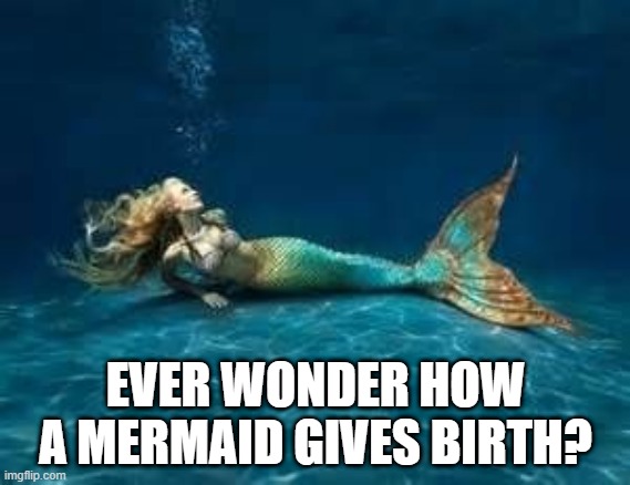 Where Do The Little Mermaids Come From? | EVER WONDER HOW A MERMAID GIVES BIRTH? | image tagged in mermaid | made w/ Imgflip meme maker
