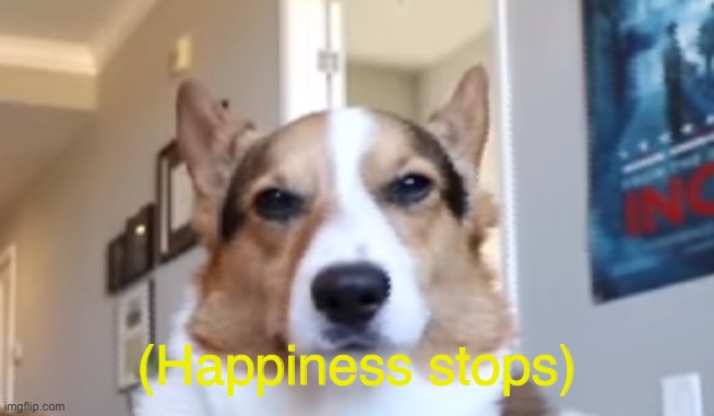 Upset Corgi | (Happiness stops) | image tagged in upset corgi | made w/ Imgflip meme maker