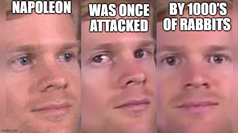Fourth wall breaking white guy | NAPOLEON; WAS ONCE ATTACKED; BY 1000’S OF RABBITS | image tagged in fourth wall breaking white guy | made w/ Imgflip meme maker