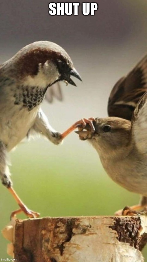 Shut up birds | SHUT UP | image tagged in shut up birds | made w/ Imgflip meme maker