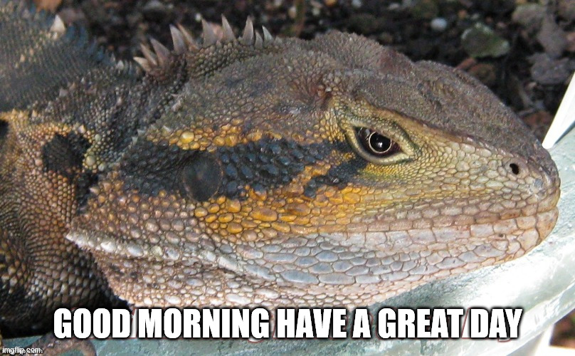 good morning | GOOD MORNING HAVE A GREAT DAY | made w/ Imgflip meme maker