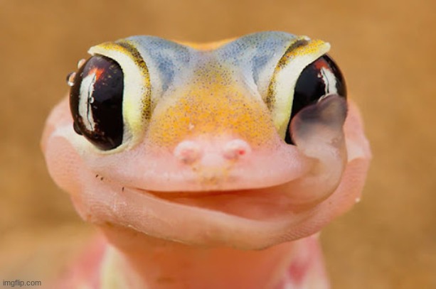 Cute lizard | image tagged in cute lizard | made w/ Imgflip meme maker