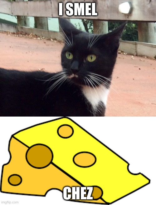I SMEL CHEZ | image tagged in 'i smel chez' kat | made w/ Imgflip meme maker