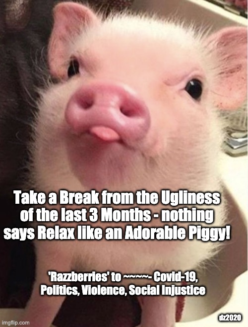 Take a Break | Take a Break from the Ugliness of the last 3 Months - nothing says Relax like an Adorable Piggy! 'Razzberries' to ~~~~- Covid-19, Politics, Violence, Social Injustice; dz2020 | image tagged in covid-19,piggy,politics,protest,relax,namaste | made w/ Imgflip meme maker
