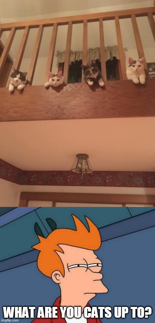 KINDA SUSPICIOUS | WHAT ARE YOU CATS UP TO? | image tagged in memes,futurama fry,cats,funny cats | made w/ Imgflip meme maker