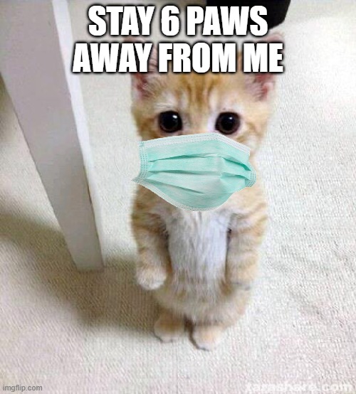 Pawsitivity | STAY 6 PAWS AWAY FROM ME | image tagged in memes,cute cat,face mask,cute,social distancing,coronavirus meme | made w/ Imgflip meme maker
