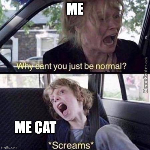 I just found this template and I love it! It's making me laugh so much | ME; ME CAT | image tagged in why can't you just be normal,memes,cat | made w/ Imgflip meme maker