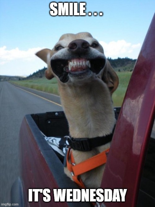 Smile -- It's Wednesday | SMILE . . . IT'S WEDNESDAY | image tagged in smiling dog | made w/ Imgflip meme maker