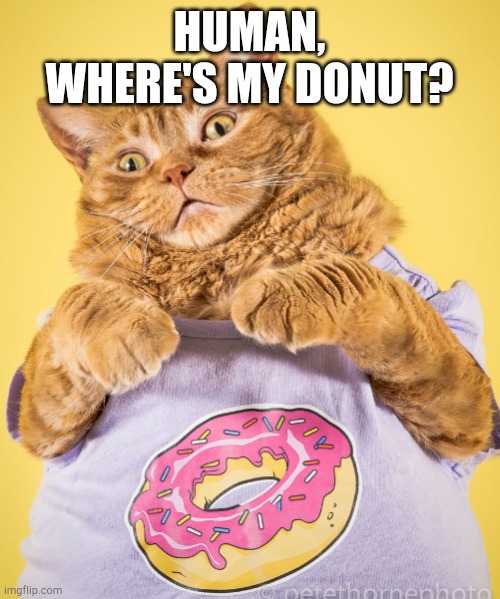 Chonk Cat donut | HUMAN, WHERE'S MY DONUT? | image tagged in chonk cat donut | made w/ Imgflip meme maker