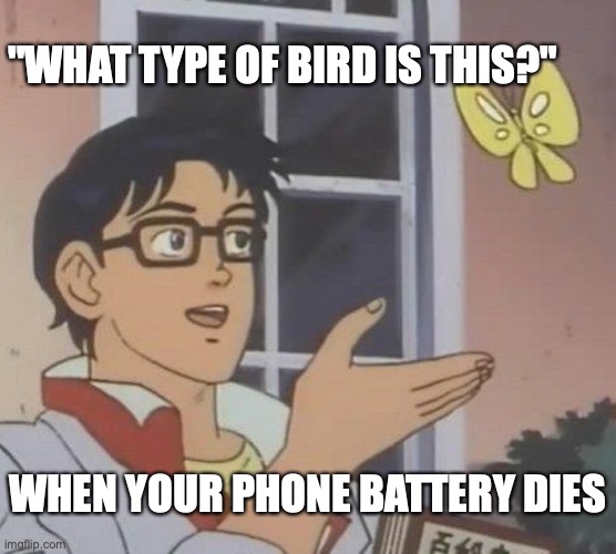 Upvote Pls | "WHAT TYPE OF BIRD IS THIS?"; WHEN YOUR PHONE BATTERY DIES | image tagged in memes,phone,batterydies | made w/ Imgflip meme maker