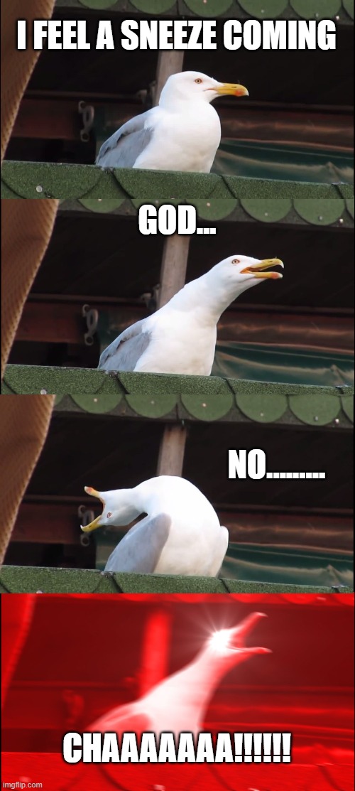 Inhaling Seagull | I FEEL A SNEEZE COMING; GOD... NO......... CHAAAAAAA!!!!!! | image tagged in memes,inhaling seagull | made w/ Imgflip meme maker