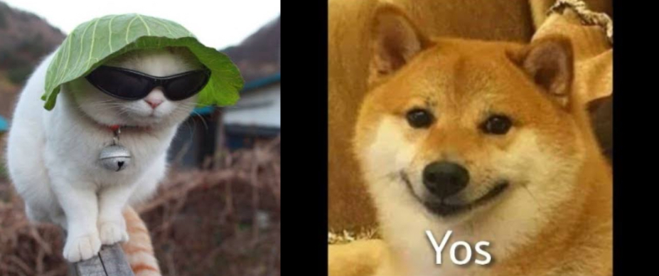 High Quality bepis Blank Meme Template