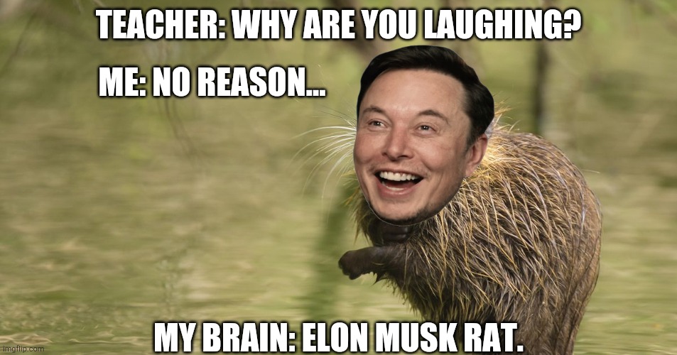 Elon musk rat | TEACHER: WHY ARE YOU LAUGHING? ME: NO REASON... MY BRAIN: ELON MUSK RAT. | image tagged in elon musk,funny,memes,funny memes | made w/ Imgflip meme maker