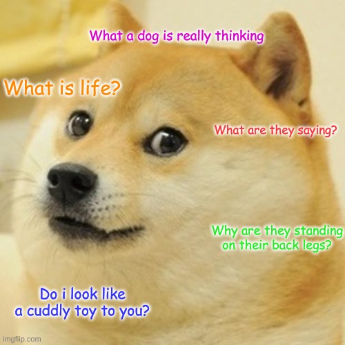 what a dog is really thinking | What a dog is really thinking; What is life? What are they saying? Why are they standing on their back legs? Do i look like a cuddly toy to you? | image tagged in memes,doge | made w/ Imgflip meme maker