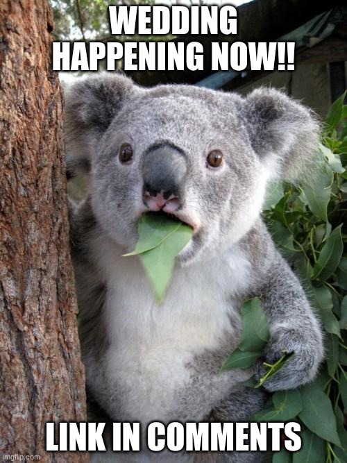 HURRY GUYS! | WEDDING HAPPENING NOW!! LINK IN COMMENTS | image tagged in memes,surprised koala | made w/ Imgflip meme maker