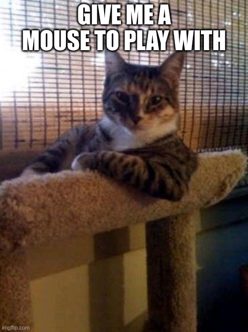 what? | GIVE ME A MOUSE TO PLAY WITH | image tagged in memes,the most interesting cat in the world | made w/ Imgflip meme maker