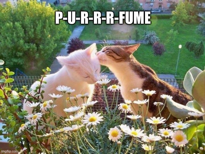 Purrrrfume | P-U-R-R-R-FUME | image tagged in cats,funny memes,cute cat | made w/ Imgflip meme maker