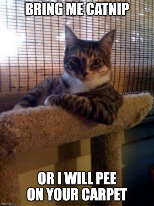 why? | BRING ME CATNIP; OR I WILL PEE ON YOUR CARPET | image tagged in memes,the most interesting cat in the world | made w/ Imgflip meme maker