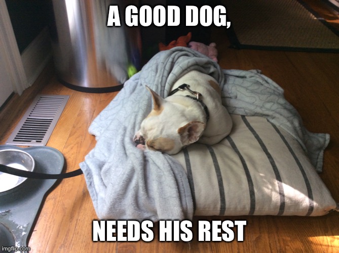 A Sleepy Dog | A GOOD DOG, NEEDS HIS REST | image tagged in memes | made w/ Imgflip meme maker