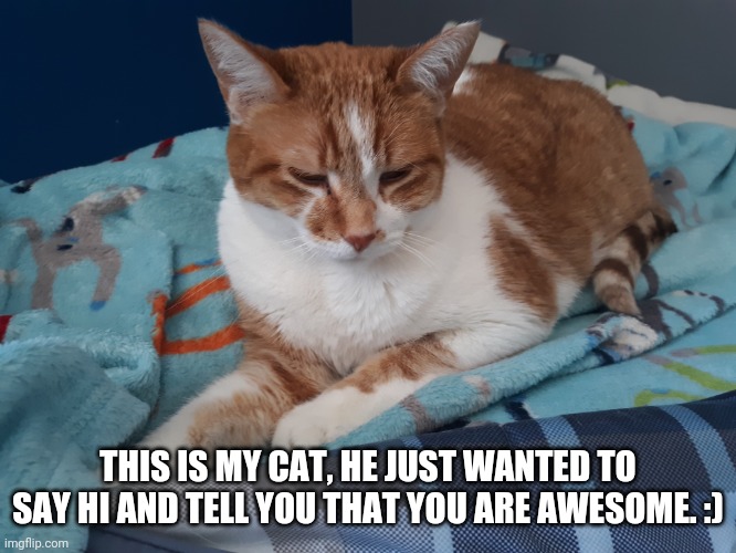 Cat time! | THIS IS MY CAT, HE JUST WANTED TO SAY HI AND TELL YOU THAT YOU ARE AWESOME. :) | image tagged in cats | made w/ Imgflip meme maker