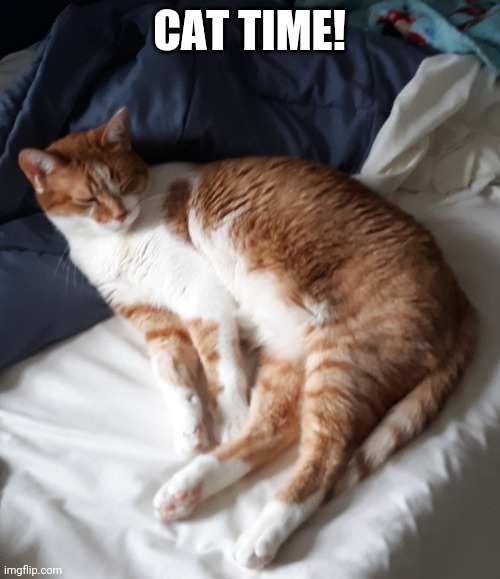 Cat time | CAT TIME! | image tagged in cats | made w/ Imgflip meme maker