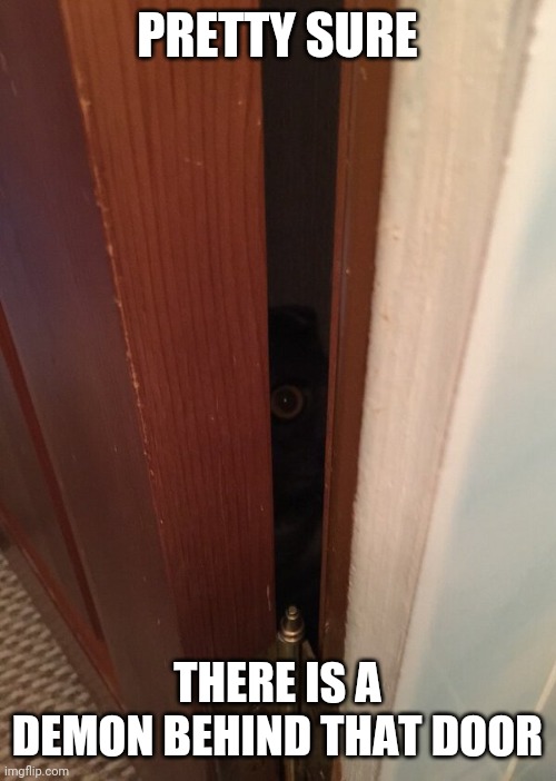 KITTY IS WATCHING YOU | PRETTY SURE; THERE IS A DEMON BEHIND THAT DOOR | image tagged in cats,funny cats | made w/ Imgflip meme maker