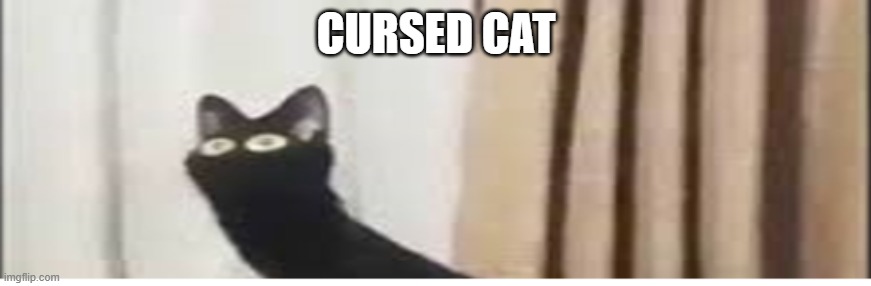 Cursed Cat | CURSED CAT | image tagged in cursed cat | made w/ Imgflip meme maker