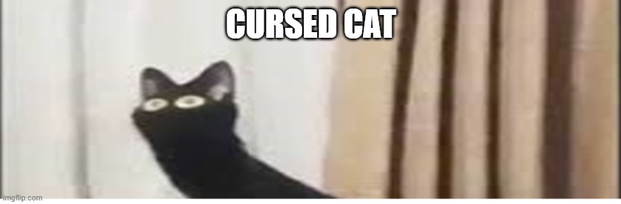 Cursed Cat - Imgflip