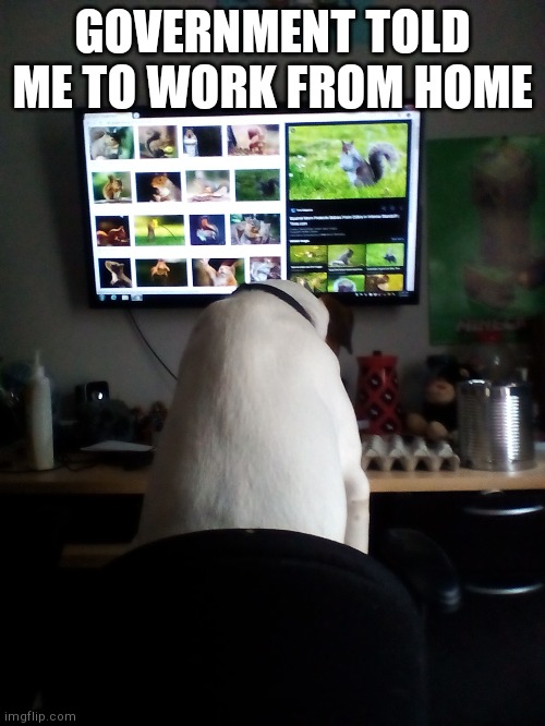 Funny meme | GOVERNMENT TOLD ME TO WORK FROM HOME | image tagged in funny,dog,memes,covid-19 | made w/ Imgflip meme maker