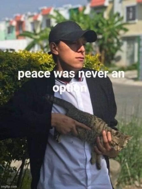 repost lol | image tagged in repost,cats,peace,peace was never an option,cat,funny | made w/ Imgflip meme maker