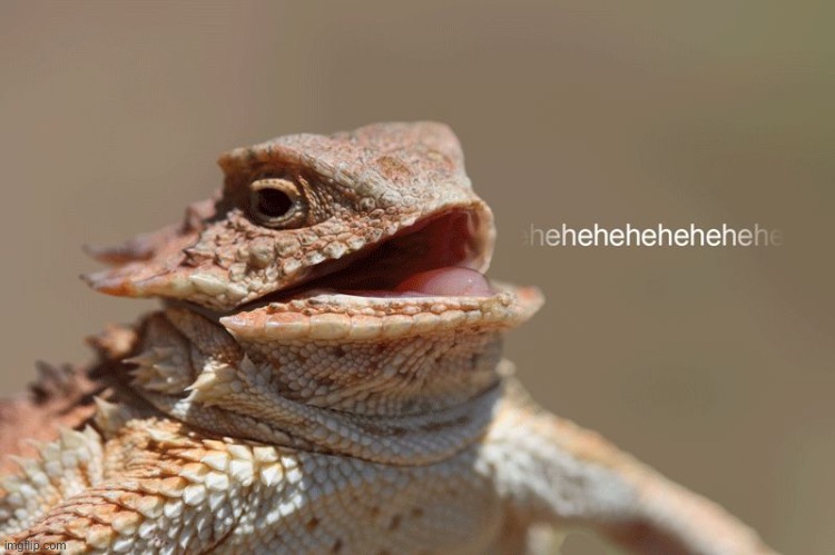 laughing lizard | image tagged in laughing lizard | made w/ Imgflip meme maker