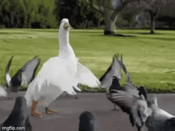 Dancing ducks - Imgflip