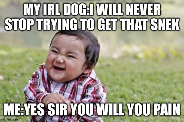 Evil Toddler | MY IRL DOG:I WILL NEVER STOP TRYING TO GET THAT SNEK; ME:YES SIR YOU WILL YOU PAIN | image tagged in memes,evil toddler,doggo | made w/ Imgflip meme maker