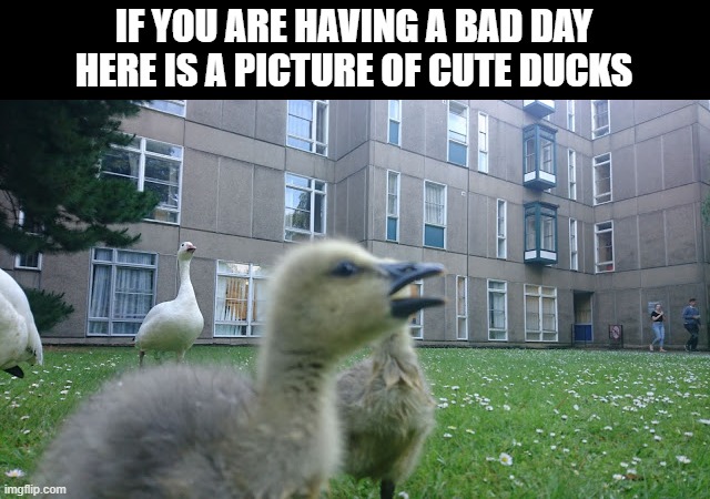 cute duccs | IF YOU ARE HAVING A BAD DAY HERE IS A PICTURE OF CUTE DUCKS | image tagged in duccs | made w/ Imgflip meme maker