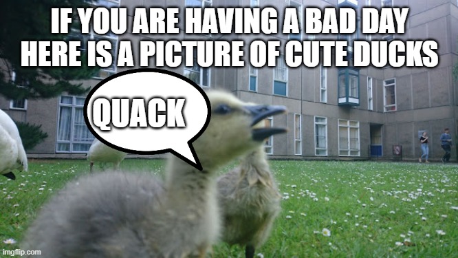cute ducks | IF YOU ARE HAVING A BAD DAY HERE IS A PICTURE OF CUTE DUCKS; QUACK | image tagged in duccies,ducks | made w/ Imgflip meme maker